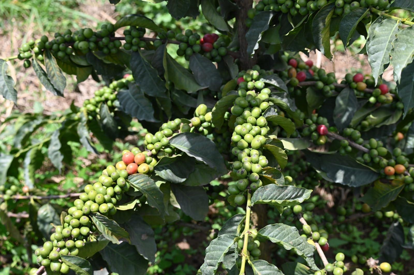 Bahati Coffee Kenya AB Grade Unroasted Green Arabica Coffee Beans from Great Rift Valley - 100% Pure Arabica Coffee Beans With Optimal Flavor Freshness - Handpicked, Washed & Sun Dried - 3 LB