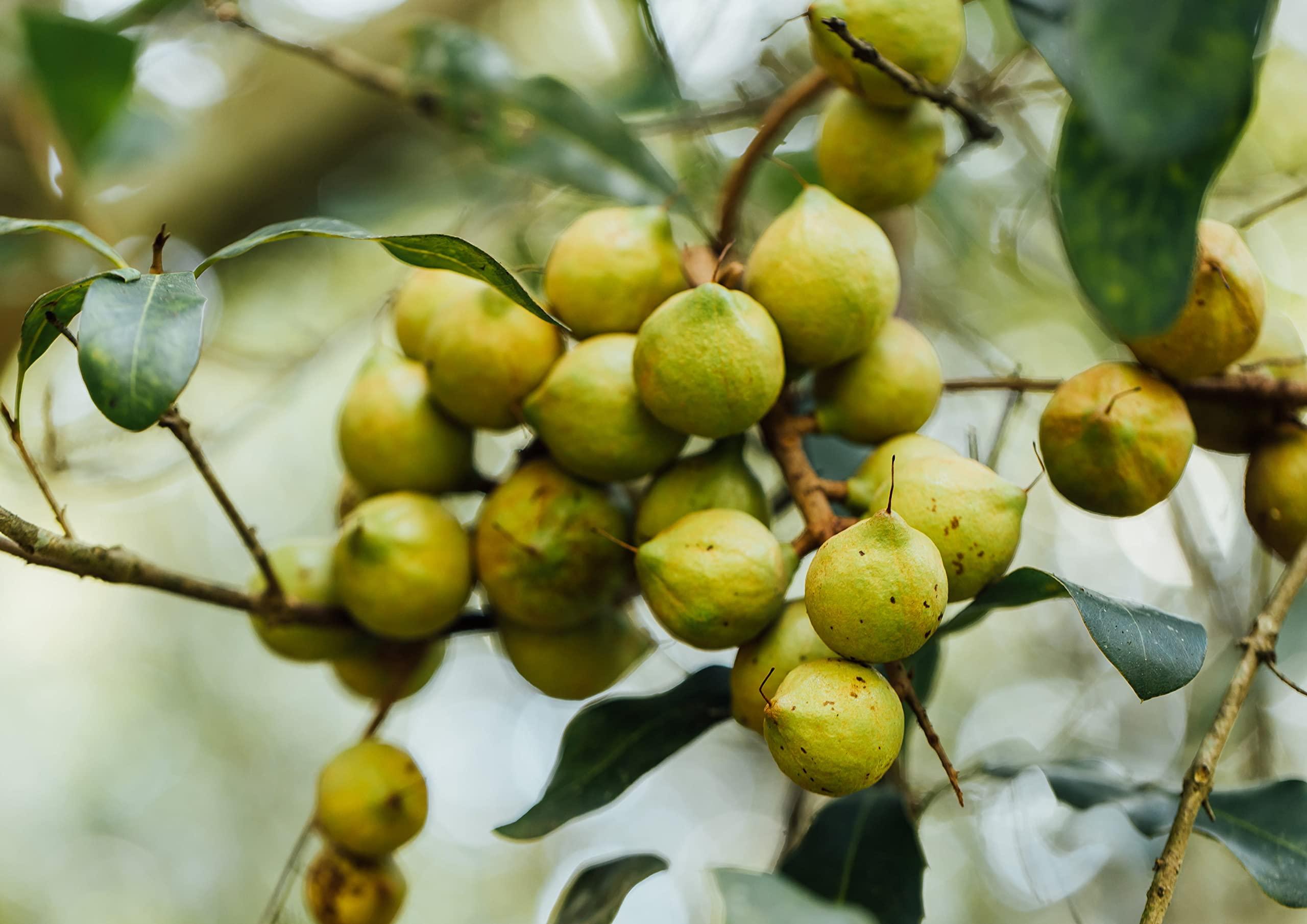 Food to Live Food to Live Blanched Whole Almonds, 25 Pounds Raw, Skinless, Unsalted, Keto, Vegan, Kosher, Bulk. High in Protein, Fiber, Vitamin E, Riboflavin. Perfect Snack. Great for Homemade Desserts.