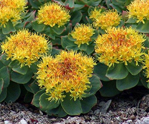 Elementals OR-I-GIN Infinite Mind - Boosts Mental Sharpness for Increased Clarity, Focus and Energy