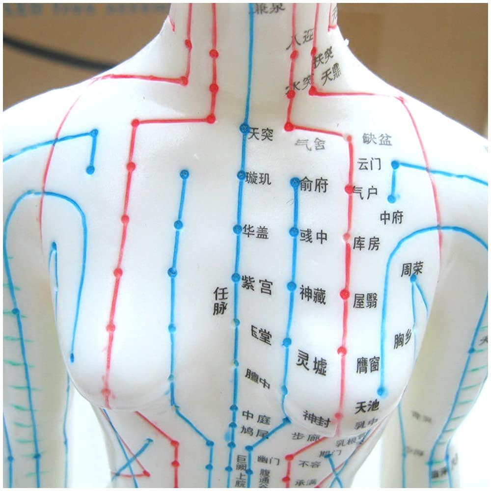 KH66ZKY KH66ZKY Human Acupuncture Point Model Chinese Medicine for Body Massage Twelve Meridians Moxibustion Studying Medical Educational Training Aid,Female