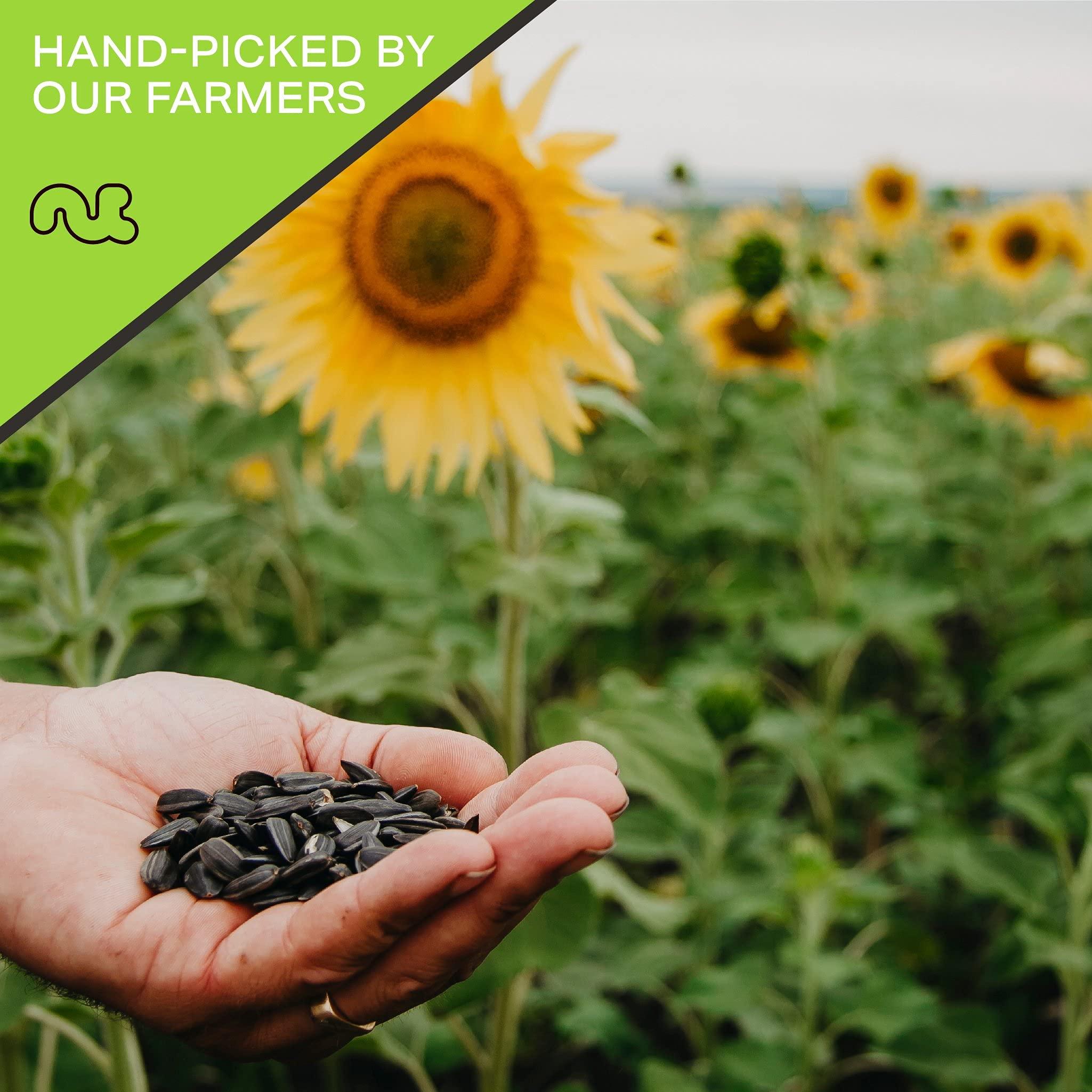 Nut Cravings NUT CRAVINGS - Roasted Unsalted Sunflower Seeds Kernels to eat, No Shell Hulled (16oz - 1 LB) Bulk Nuts Packed Fresh in Resealable Bag - Healthy Protein Snack, All Natural, Keto, Vegan, Kosher