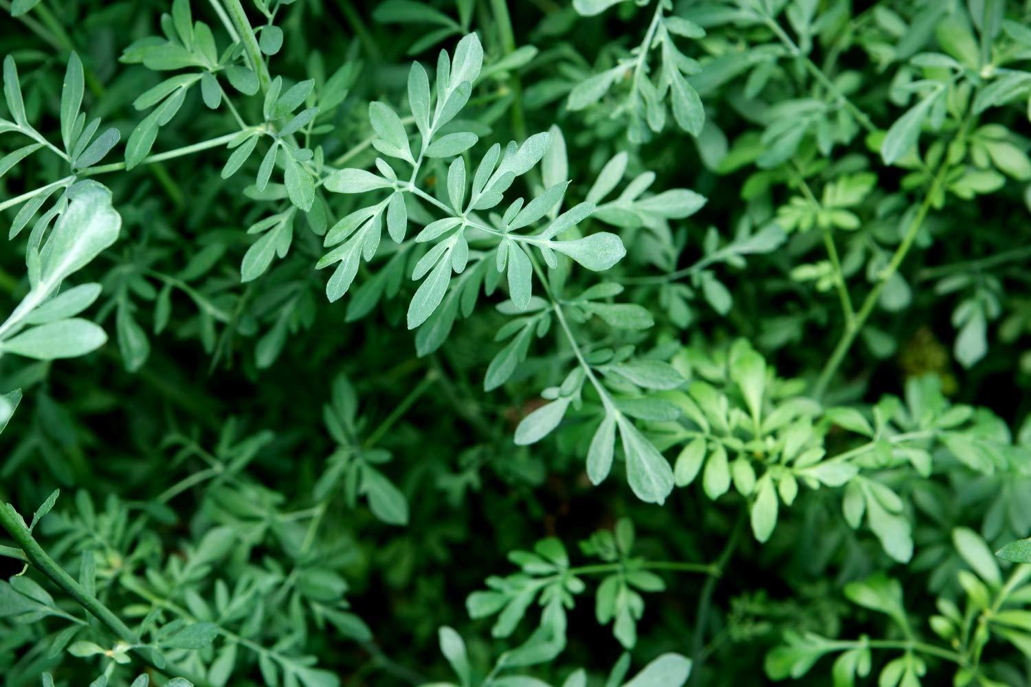 Health Embassy Rue Herb (Ruta graveolens) - Health Embassy - 100% Natural (100g)