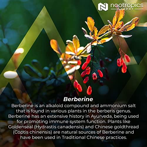 Nootropics Depot Nootropics Depot Berberine HCL + Silymarin Tablets | 500mg + 90mg | 180 Count | Supports Cellular Function, Metabolic Function, and Balanced Inflammation Levels