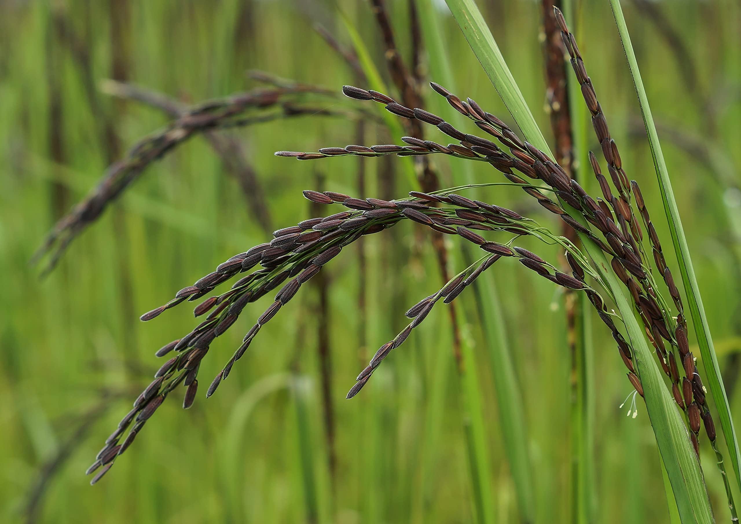 Food to Live Food to Live Black Rice, 6 Pounds Whole Grain Rice, Medium-Grain Rice, Kosher, Vegan, Bulk. Nutty, and Sweet Flavor. Rich in Antioxidants and Dietary Fiber. Great for Stir-Fries, Salads, and Pudding