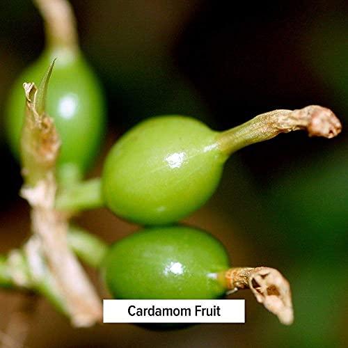 Banyan Botanicals Banyan Botanicals Cardamom Powder - Certified Organic, Spice Jar - Elettaria cardamomum