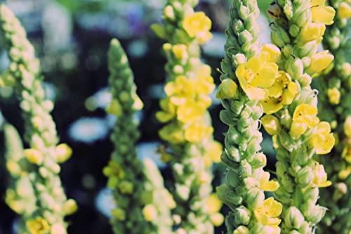 Naturegrail 100% Dried Mullein Flowers (Verbascum thapsus) | Net Weight: 0.52oz / 15g | Soothing, slightly sweet tea with many benefits - Used for edible flower decorations on salads / toppings