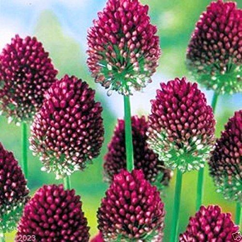Allium 10 ALLIUM Bulbs~Purple Drumstick~ Ornamental Onion - FALL PLANTING, NOW SHIPPING