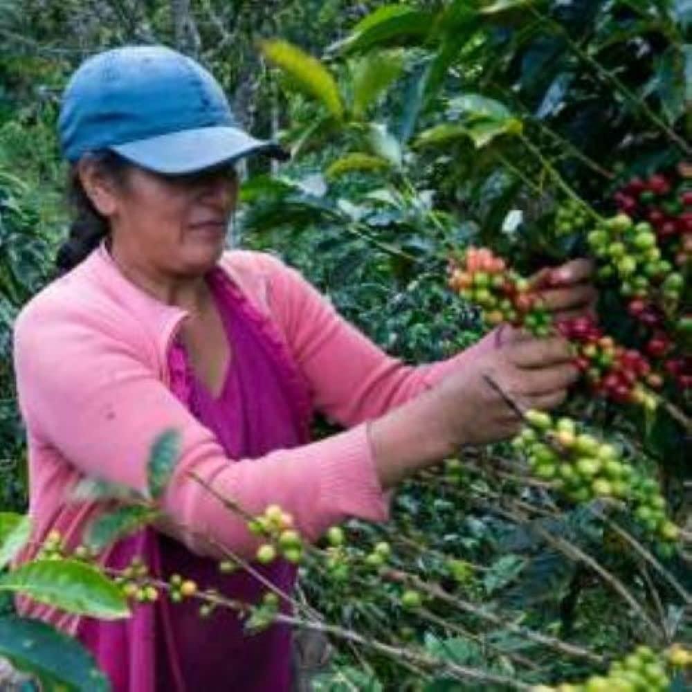 Nature Source Coffee Swiss Decaf Cold Brew | Single Origin Coffee | Organic | Coarse Ground (Swiss Decaf, 12oz 1-Pack)