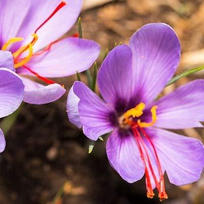 It's Delish Premium Quality Saffron Threads, Pure Spanish All Red Saffron Spice by Its Delish (3 Grams)