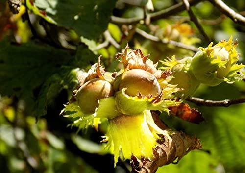 Food to Live Organic Raw Blanched Hazelnuts, 8 Ounces – Non-GMO Filberts, No Skin, Unsalted, Unroasted, Vegan, Bulk Nuts. Good Source of Protein. Great for Desserts and Making Nut Butter