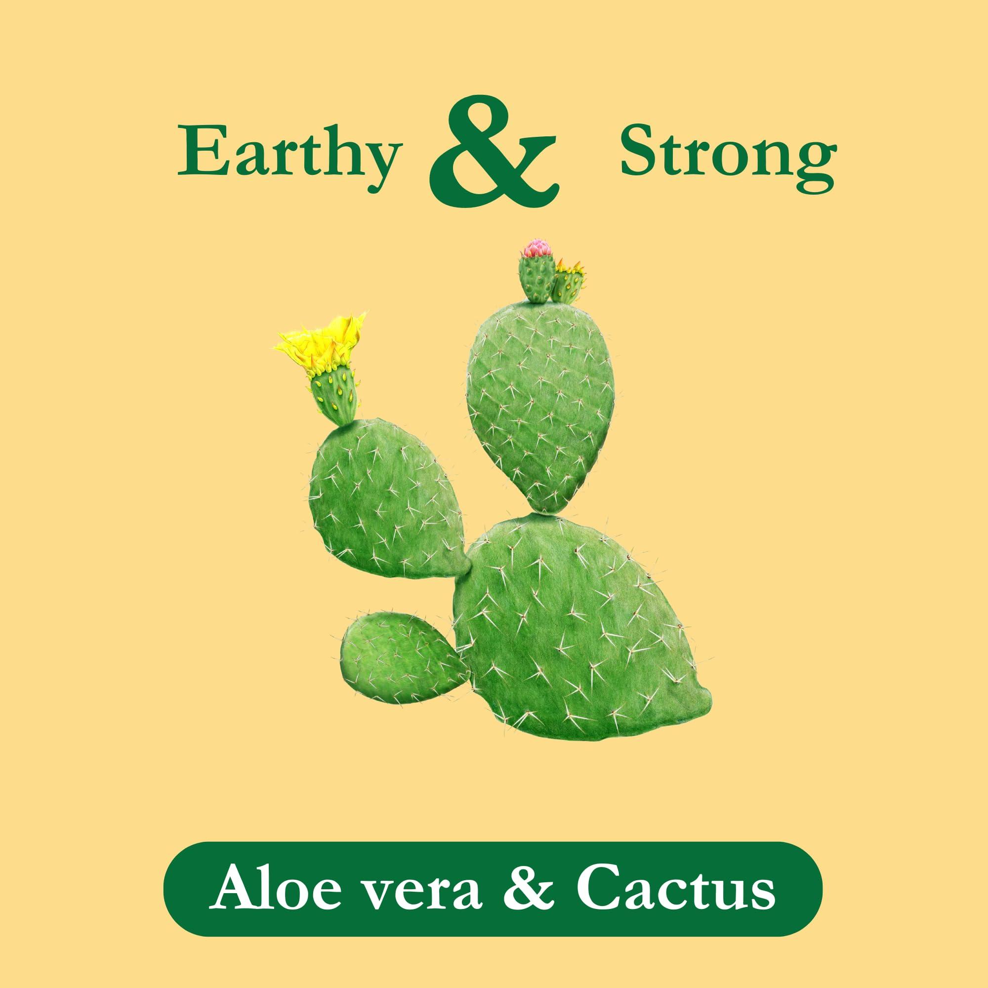 Tadin Herb and Tea Tadin Aloe Vera Cactus Tea, Herbal Tea, Caffeine Free Tea, Best as Hot Tea, Herbal Tea Bags, Decaffeinated Tea, 24 Tea Bags Per Box, Pack of 6