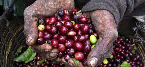 Legacy River Roasted Coffee Beans (Costa Rican Medium Roast, 1 lb)