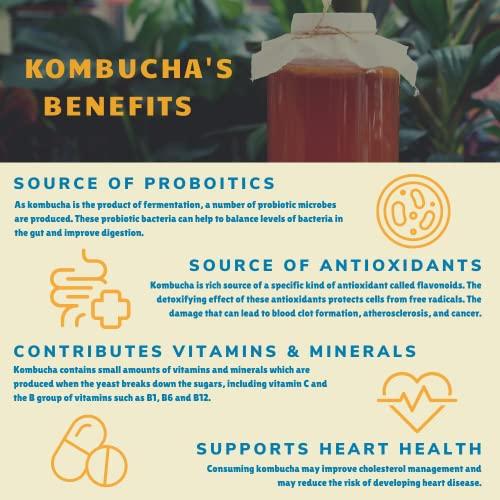 Bambucha Kombucha Bambucha Kombucha Variety 12 Pack Case | Chef Crafted Flavors, 100% Raw Kombucha Live Cultured Tea Drink | Organic, Vegan, Gluten Free, Non GMO, Probiotic (12 Fl Oz Cans)