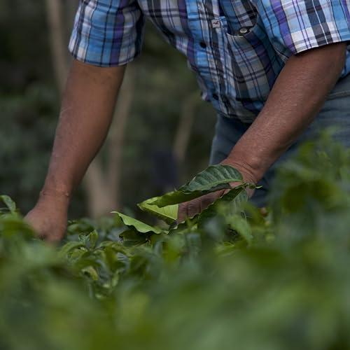 R Dalton R. Dalton Coffee Supremo Estate Blend Whole Bean Coffee - Medium Roast - Flora And Citric Fruit Notes - All Brewing Methods - Premium Quality From Antigua Guatemala 100% Arabica - 12 oz