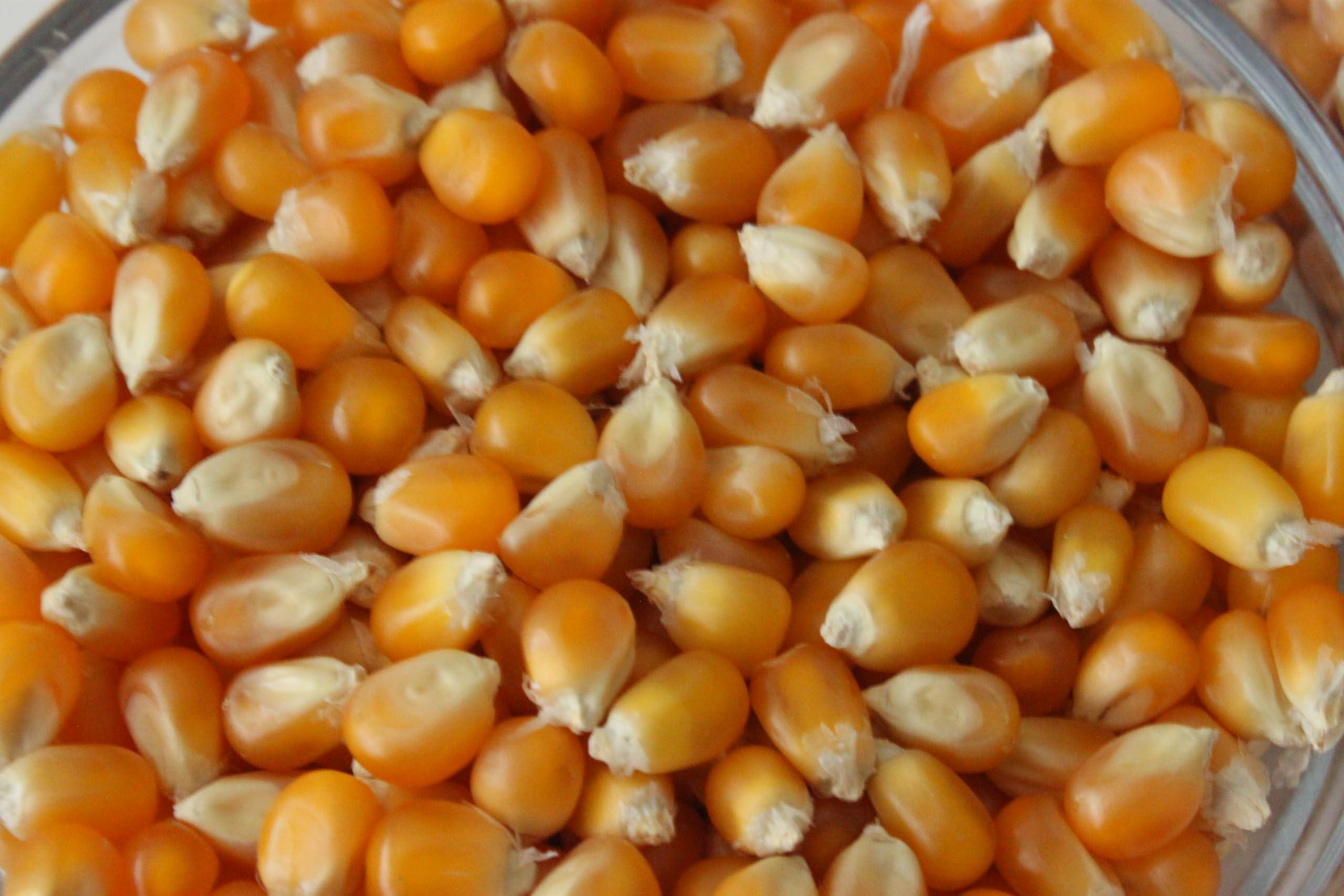 Uncle Myron\'s Uncle Myrons Mushroom Popcorn Kernels for Popping 10 lb Bag Non-GMO, No Gluten, Popcorn for Popcorn Machine Delicious and Crunchy Popping Corn, Popcorn for Movie, Snacking (10 LB (2 PACK))