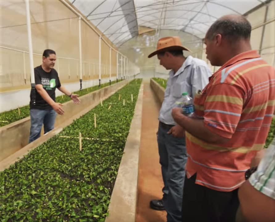 Cafe Crema Cafe Crema Ground Coffee from Puerto Rico, 8 ounce bag (Pack of 1)