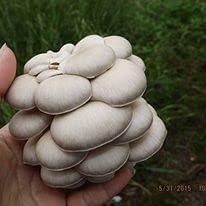 Willow Mountain Mushrooms Mushroom Lovers Multi Kit ~ One Each ~ Button, Crimini and Oyster ~ EASY to Grow!!