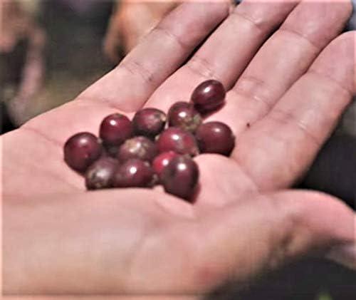 Caf Rico Cafe Rico Ground Coffee Espresso Medium Dark Roast 8.8 Ounce (Pack of 2)