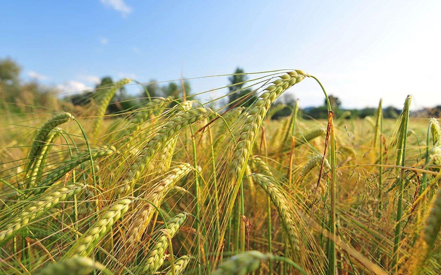 Renew Life RENEW LIFE Ultimate Flora Extra Care Probiotic 50 Billion, 30 CT