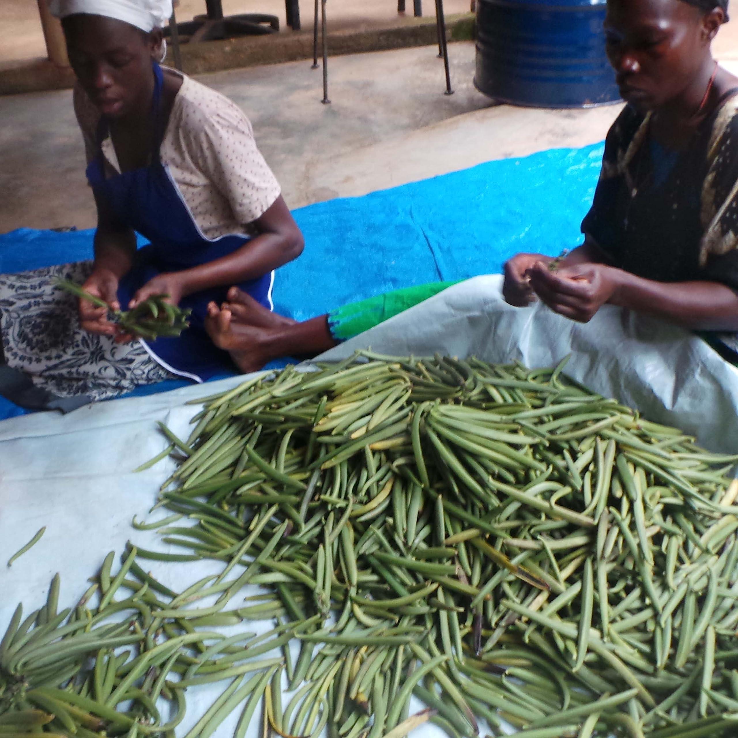 Akshit 5 Lb. Bulk Vanilla Beans Grade A, Whole Vanilla Bean Pods For Restaurants and Home Baking, Natural Vanilla Beans for Making Vanilla Extract