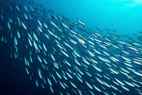 SEASON Season Sardines in Water – Wild Caught Fish, 22g of Protein, Keto Snacks, More Omega 3's Than Tuna, High in Calcium, Canned Sardines – 4.37 Oz Tins, 12-Pack