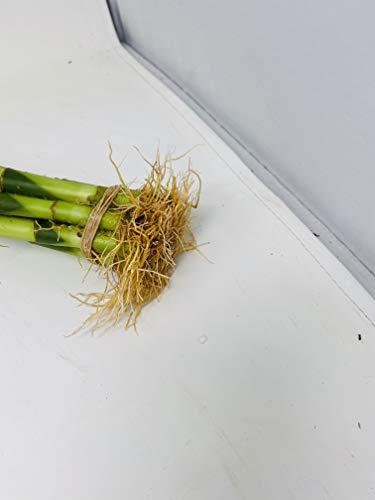 JM BAMBOO jmbamboo-10 Stalks of 8 Inches Spiral Lucky Bamboo, 10 Bottles of mo'green Lucky Bamboo Fertilizer Plant Food By jmbambo