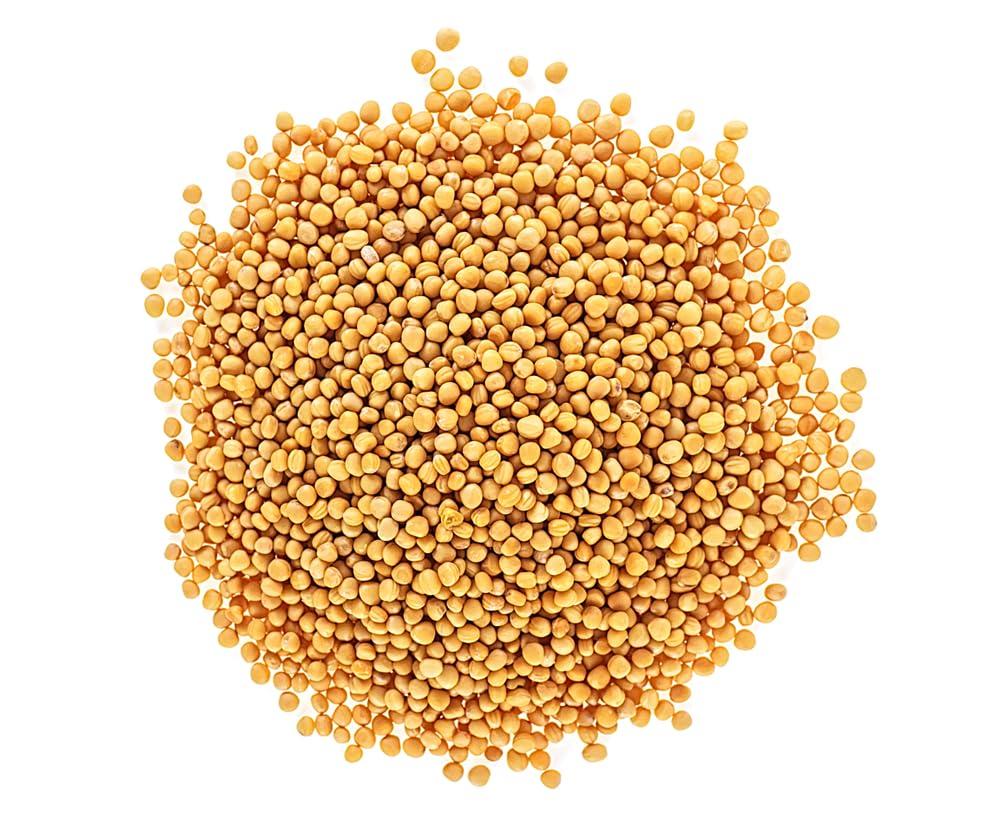 CZ Grain Yellow Mustard Seeds for Planting - Grow Mustard Herb Plants (10 Pounds)