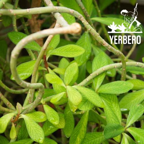 YERBERO Yerbero - Moronel Herbal Tea (.75 oz - 22gr) Planta De la Vida Te Altamente Saludable, Whole Leaf,100% All Natural Delicious| 20+ Servings | From Ensenada Mexico | Premium Wildcrafted Quality.