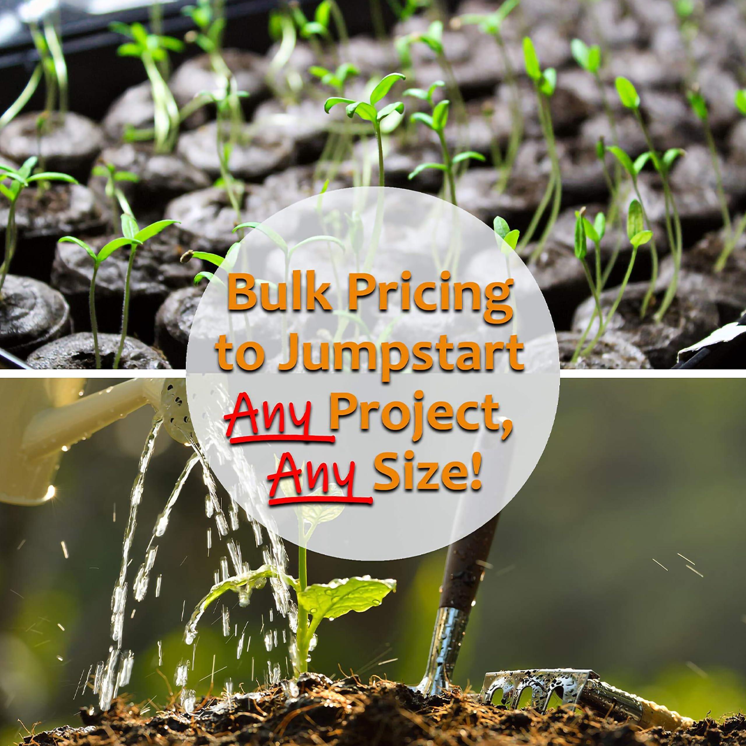 Handy Pantry Organic Kamut Seed- 1 Lb- Kamut Grain Seeds- for Growing Kamut Grass, Flour, Bread, Baking, Cooking, Food Storage, Sprouting