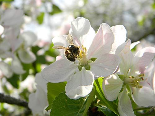 Mein Bienenbrot Fresh Organic Bee Bread, Naturally Fermented Pollen, Perga, 250g., 2021 Harvest