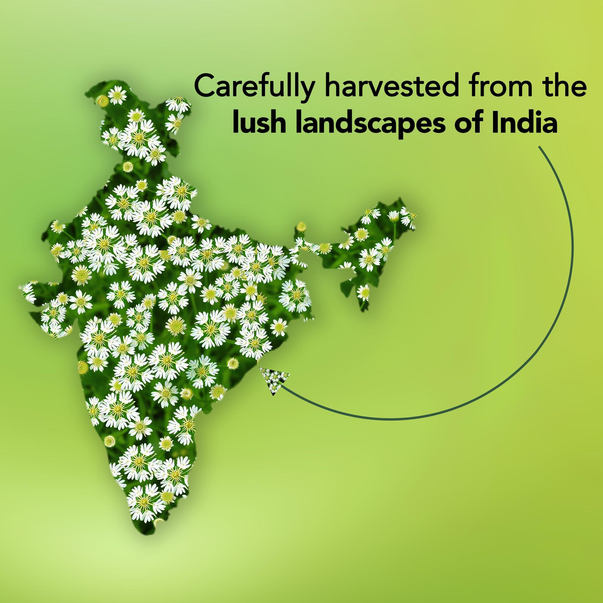 MAJESTIC PURE MAJESTIC PURE Angelica Root Essential Oil | 100% Pure and Natural Oil | Premium Grade Essential Oils for Hair Care, Home Diffusers, Skin, Aromatherapy, Massage and Humidifiers | 0.3 Fl Oz