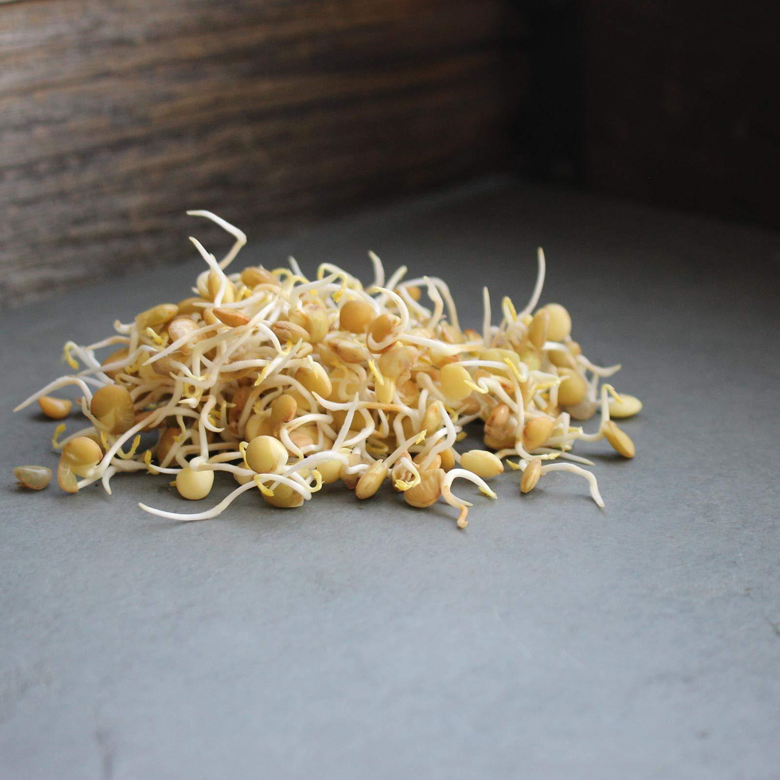 Handy Pantry Organic Dried Green Lentil Sprouting Seed: 8 Oz - Dry Lentils for Planting Garden Seeds, Soup, Cooking or Sprout Salad, Sprouts