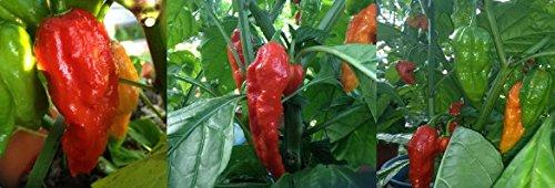Wicked Tickle 5 Whole Ghost Pepper Dried Intact Seed Pods +2 Free Super Hot Wicked Tickle