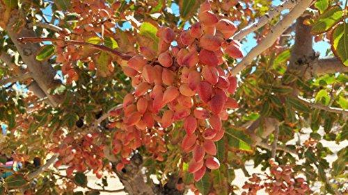 Sanmac Farms Roasted Salted Pistachios in-shell Heart healthy and California grown and processed (2 LB)