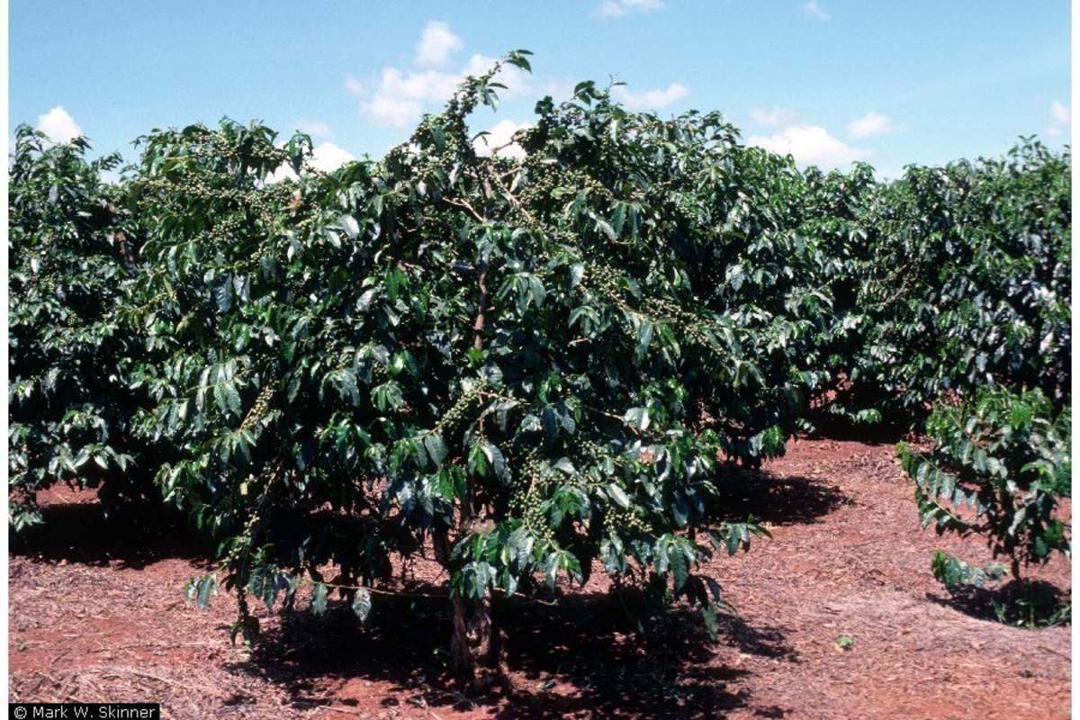 Unbranded Coffee Arabica Seeds (10 Seeds) Arabian Coffee, Coffee, Mountain Coffee, Arabica Coffee, Coffee Shrub of Arabia, Rubiaceae, coffea