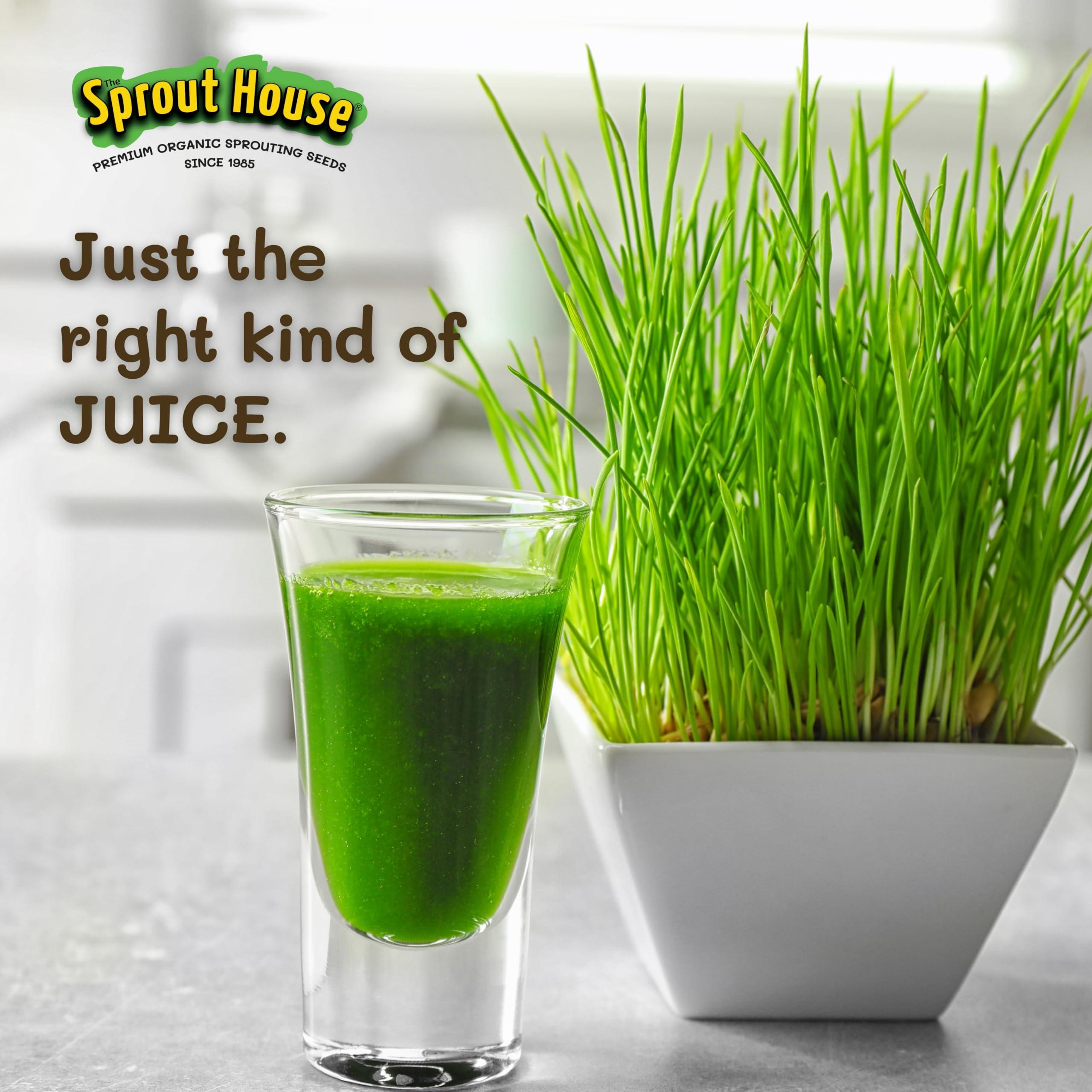 The Sprout House The Sprout House Wheatgrass Seeds 5LB Certified Organic Wheatgrass Seed for Growing - Healthy and Rich in Nutrients, Loaded with Chlorophyll, Cat Grass Seeds, Wheatgrass Growing Seed
