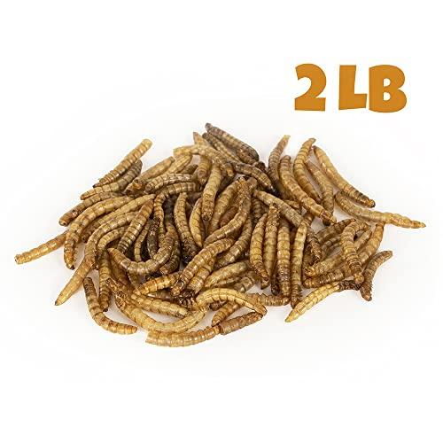 Mealworms by the Pound MBTP Bulk Dried Mealworms - Treats for Chickens & Wild Birds (2 Lbs)