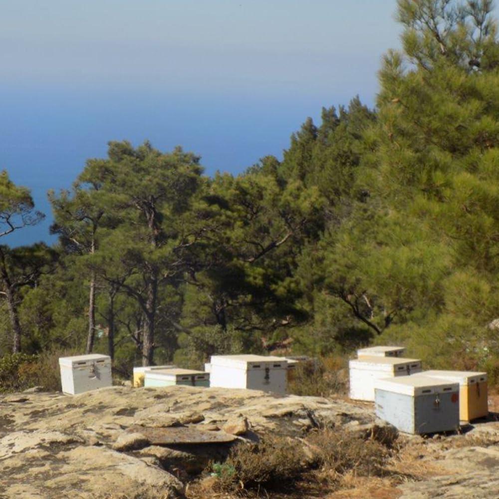 Generic Ikaria Greek Thyme Honey, Raw, Unheated, Unfiltered, and Unpasteurized Greek Honey from Greece with Adaptogenic Properties, No Added Sugar, 250g