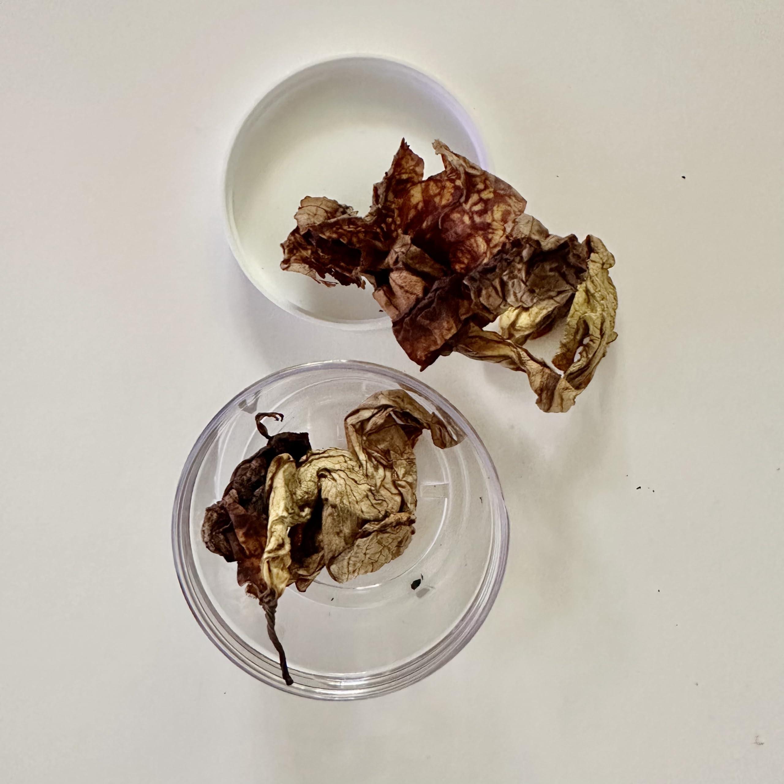 Jahno Herbs Jamaican Duck Flower Detox