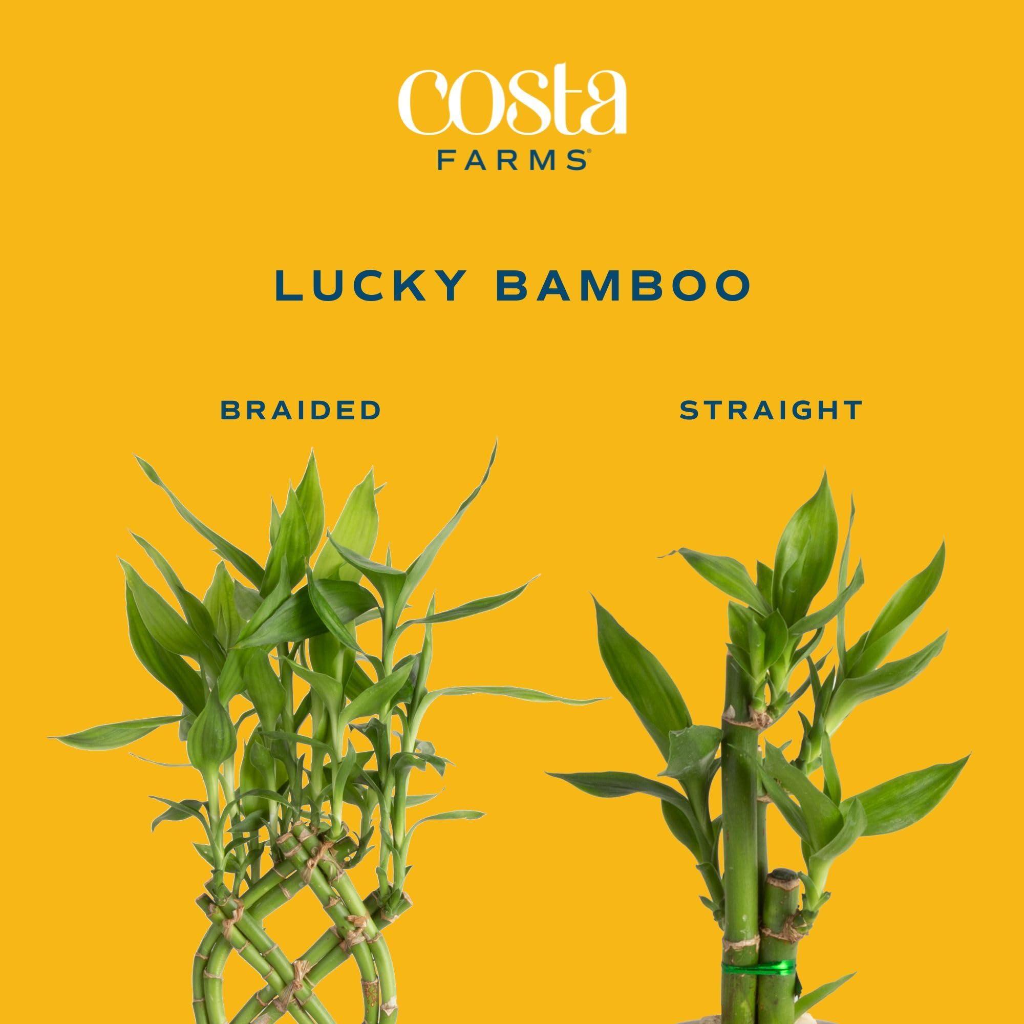 Costa Farms Costa Farms Lucky Bamboo Plant, Easy to Grow Live Houseplant in Indoor Bamboo Pot, Potting Mix, Grower\'s Choice, Birthday Gift, Home, Office, Plant Shelf Zen Room Decor, 12-Inches Tall