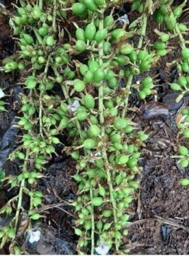 Snow Hill Snow Hill Organic Green Whole Cardamom (Disambiguation) Small Nepali Sukumel Cardamom Elaichi, Organic Flavor Aromatic Herbs Spices - Harvested In Mt. Everest Country Nepal