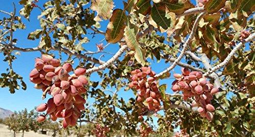 Sanmac Farms Roasted Salted Pistachios in-shell Heart healthy and California grown and processed (2 LB)