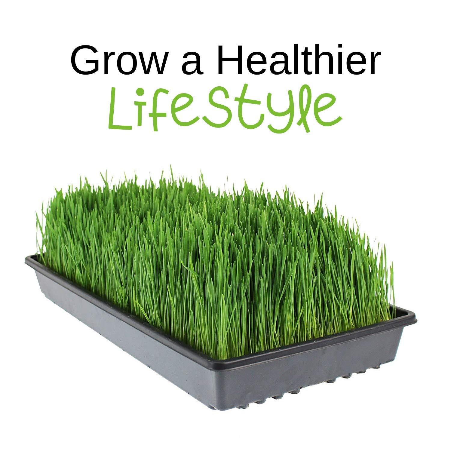 Handy Pantry Handy Pantry Organic Wheatgrass Seeds - For Wheat Grass, Cat Grass, Food Storage & More - Hard Red Wheat (2.5 Pounds)