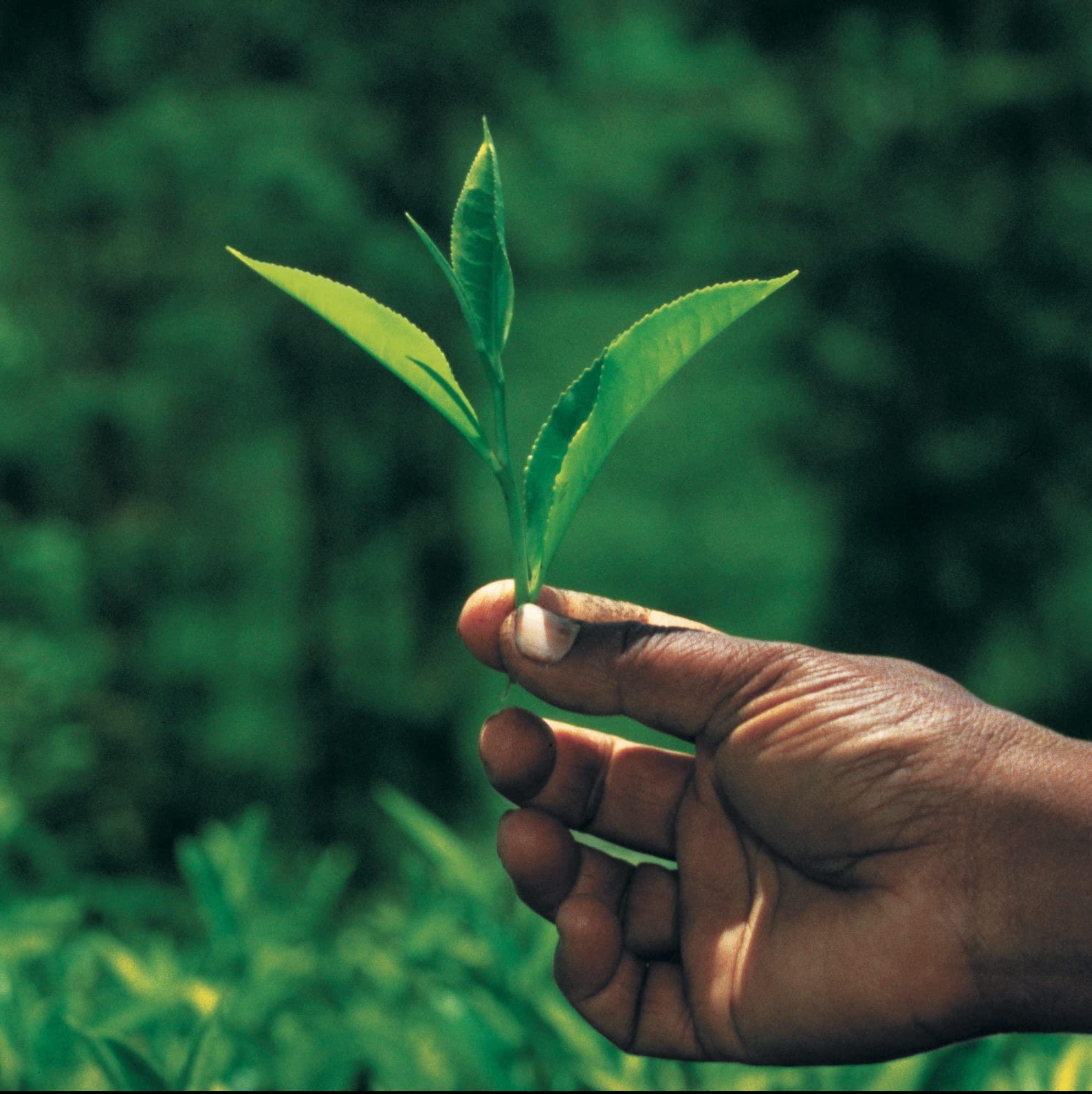 Palais des Thés Palais des Ths - Big Ben - Premium English Breakfast Tea with a blend of Yunnan and Asam - 20 Count Biodegradable Cotton Tea Bags Box