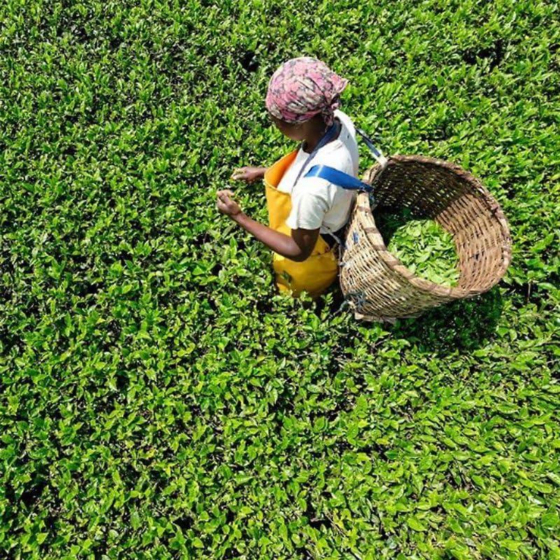 Williamson Tea Williamson Tea Dutchess Grey Tea - 50 Bag Box