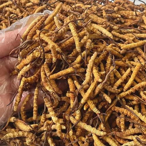 Generic 10 Gram 100% Wild Himalayan Cordyceps Sinensis Chinese Caterpillar Fungus Cordyceps Sinensis Wild Cordyceps,Dong Chong Xia Cao,Memory Support Immune Support,Natural Organic Herbal Supplements.