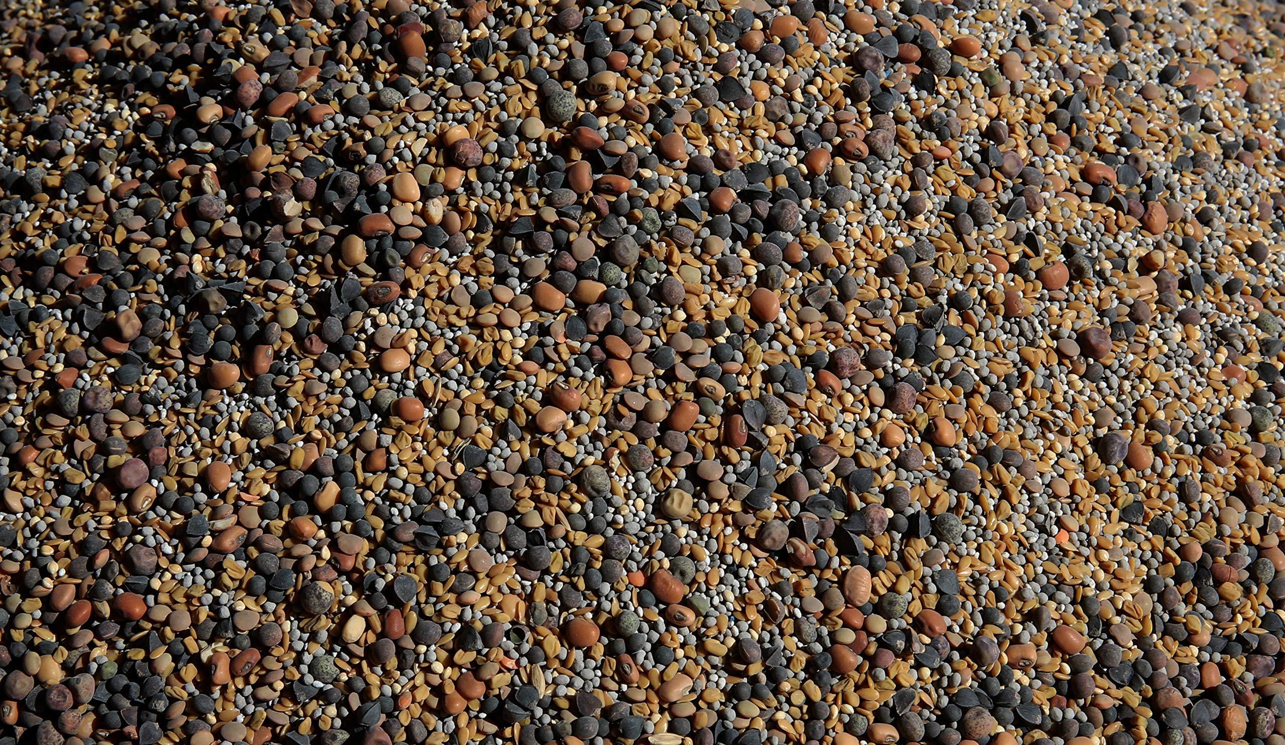No-Till Solutions No-Till Cover Crop 13-Seed Mix: 50% Clovers Plus Fenugreek, Vetch, Flax, Cowpeas, Buckwheat, Forage Peas, Millet, Lentils (5-lb. Bag (Five Pound)