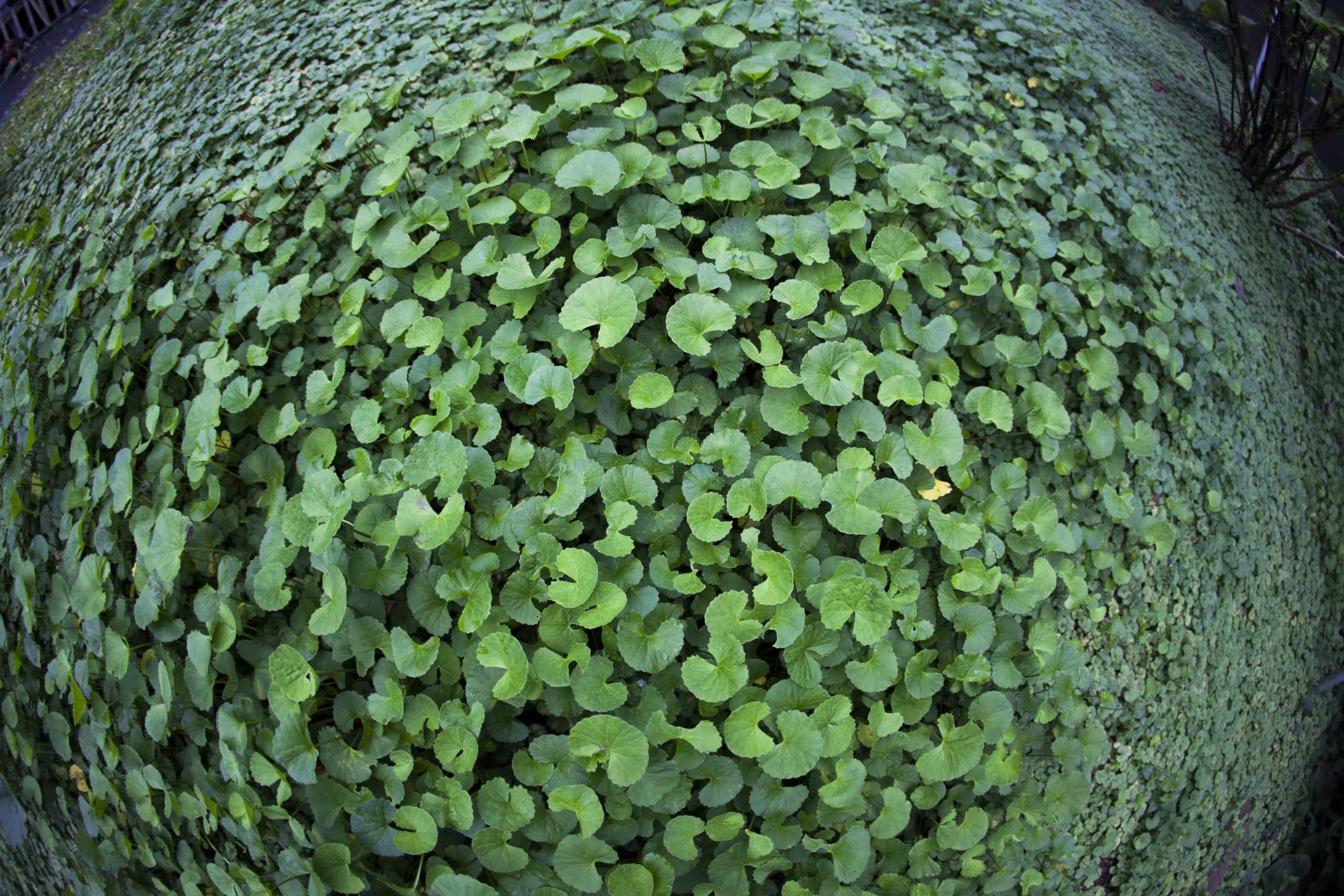 Maui Medicinal Herbs Gotu Kola \" Brahmi \" Leaf Plus \"Mauifarmacy Grown\" 3/4 oz. Leaves for Tea - USA