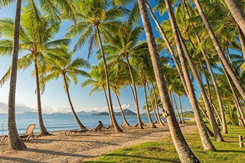 Next Organics Next Organics Dried Coconut 16 oz Bag (Pack of 1)