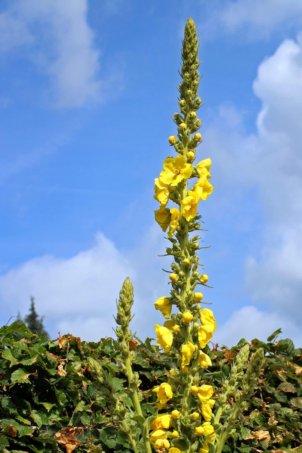 Naturegrail 100% Dried Mullein Flowers (Verbascum thapsus) | Net Weight: 0.52oz / 15g | Soothing, slightly sweet tea with many benefits - Used for edible flower decorations on salads / toppings